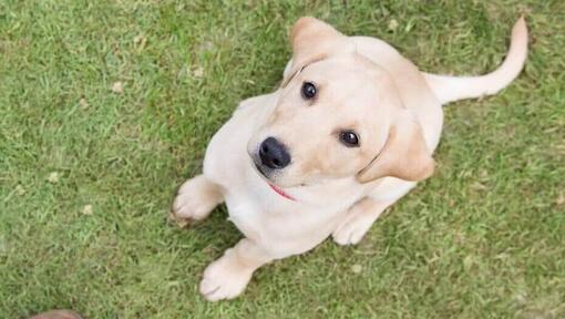 Chiot Labrador sable regardant son propriétaire