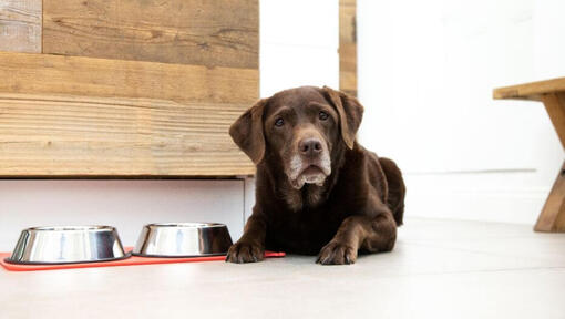 Chien à côté de gamelles