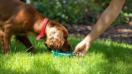 Chien mangeant quelque chose de savoureux dans le jardin