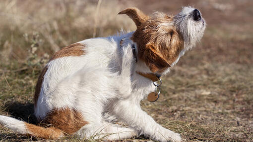 juckender Hund