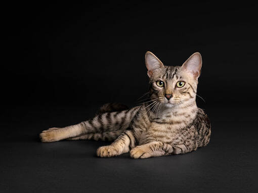 Proplan Katze vor schwarzem Hintergrund