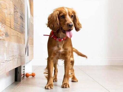 Se préparer pour un nouveau chiot