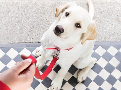 Conseils pour l'éducation des chiots