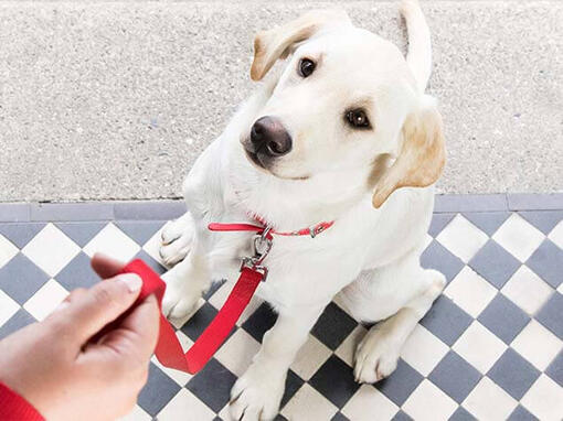 Conseils pour l'éducation des chiots