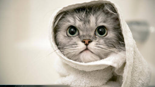 Graues, in ein Handtuch gewickeltes Kätzchen