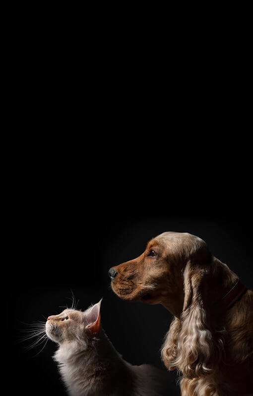 Chien et chat sur fond noir