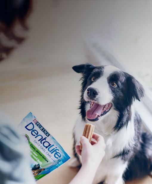 Dentalife Dog