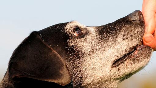 LA DÉMENCE CHEZ LES CHIENS