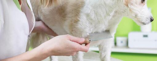 COMMENT DÉPARASITER VOTRE CHIOT ?