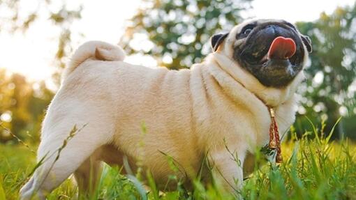 Zittern beim Hund: Ursachen