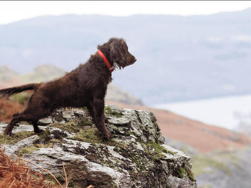 Hund schaut in die Ferne