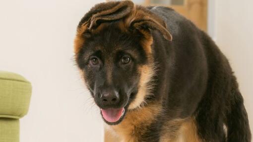 WARUM HAT MEIN HUND EINE NIERENERKRANKUNG ENTWICKELT?