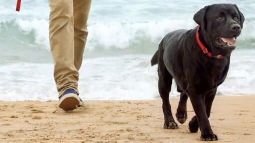 Réussir l’éducation de son chien