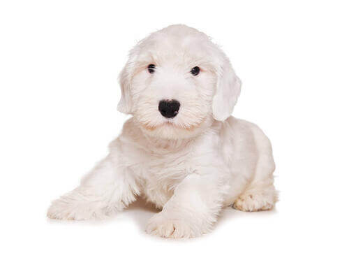 Sealyham Terrier