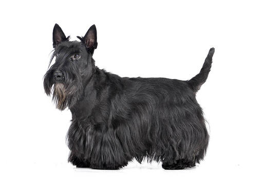 Terrier écossais (Scottish Terrier)