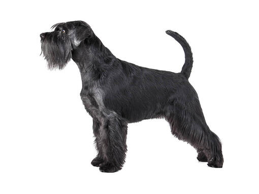 Schnauzer moyen