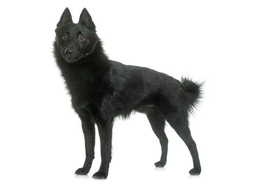 Schipperke