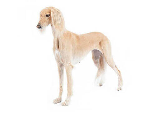 Saluki