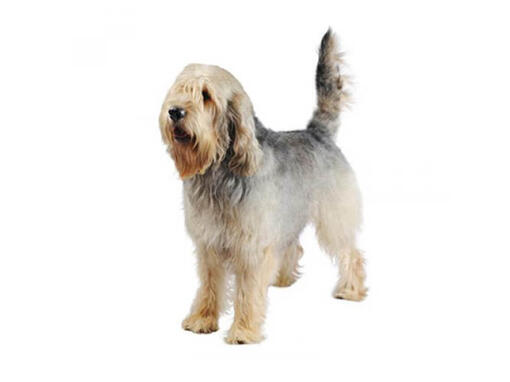 Chien à loutre (Otterhound)