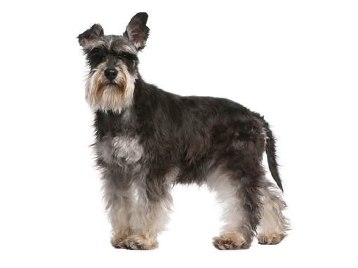 Zwergschnauzer