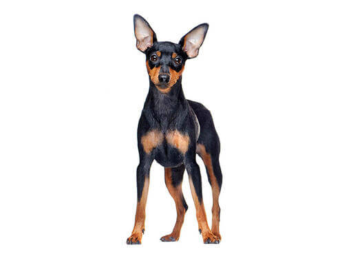 Pinscher nain