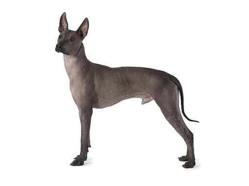 Xoloitzcuintle