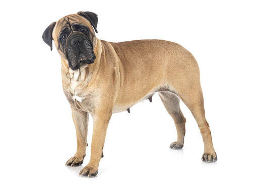 Mastiff