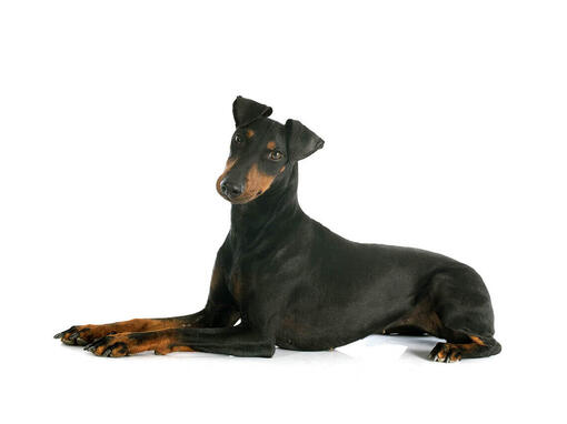 Manchester Terrier