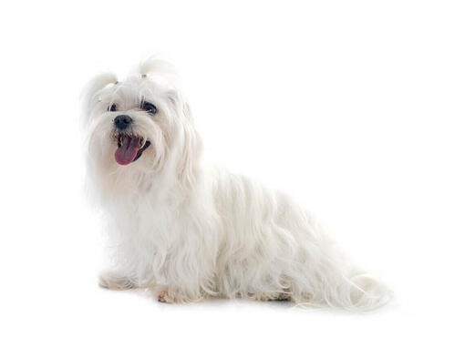 https://www.purina.ch/sites/default/files/styles/ttt_image_510/public/2022-05/BREED%20Hero%20Mobile_0072_maltese-1139x854_1.jpg?itok=EbA1VobS