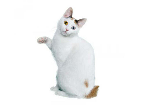 Japanese Bobtail