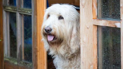 COMMENT DONNER UN VERMIFUGE À SON CHIEN ?