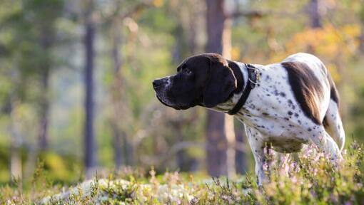 Pointer, der etwas sucht