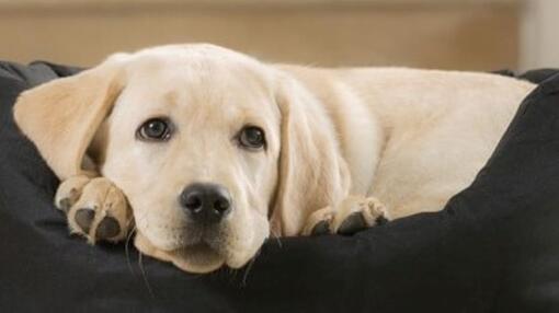 DE QUEL TYPE DE MALADIES RÉNALES LES CHIENS SOUFFRENT-ILS ?