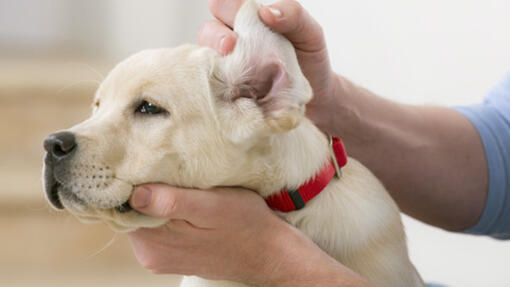 LE PREMIER BAIN DE VOTRE CHIOT