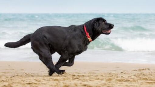 KRANKHEITEN ÄLTERER HUNDE