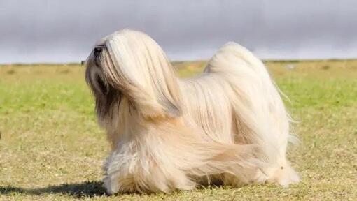 Lhassa Apso sur l'herbe avec le vent soufflant sur sa fourrure