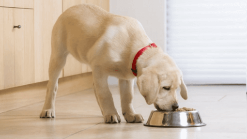 BIEN NOURRIR UN BÉBÉ CHIEN : CHOISIR L'ALIMENTATION DE SON CHIOT