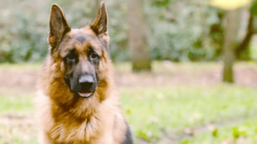 BEHANDLUNG DER LEISHMANIOSE BEI HUNDEN