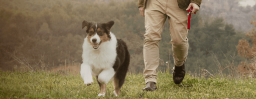 Les troubles cutanés chez les chiens