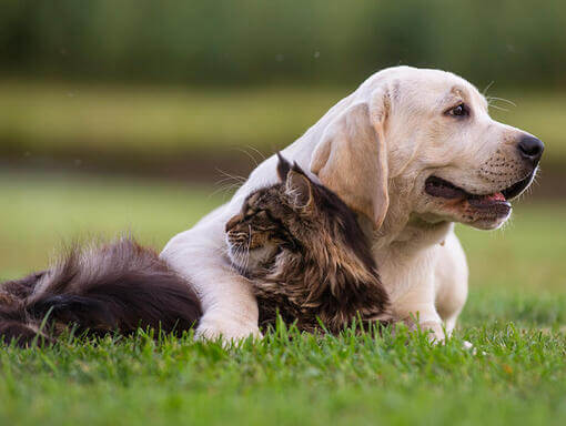 Hund und Katze liegen auf der Wiese