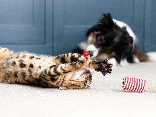 Hund und Katze 