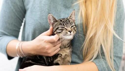 Propriétaire frottant la joue de son chaton