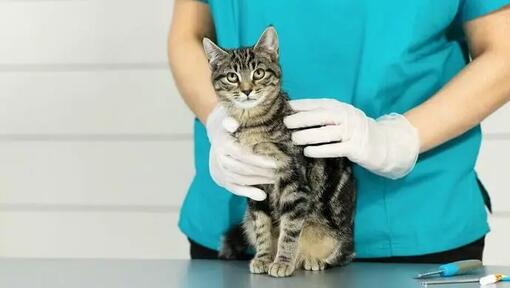 Tierarzt hält ein junges Kätzchen