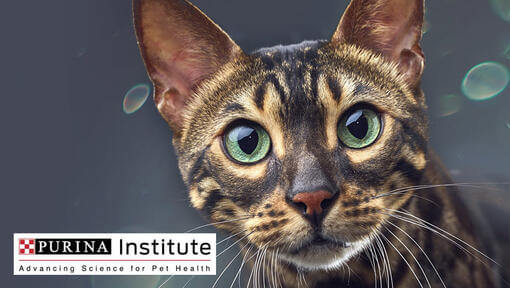 Chat et logo de l'Institut Purina