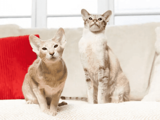 Zwei unterschiedliche Katzenrassen