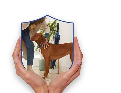 Dog Chow
