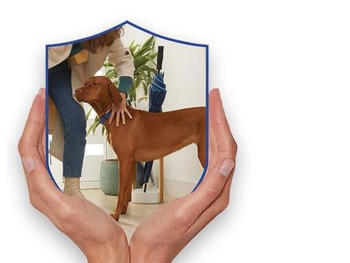 Dog Chow bann