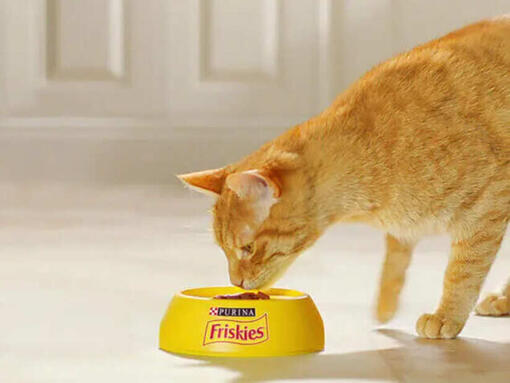 Purina Friskies Katze