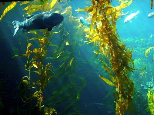 Fisch im Wasser