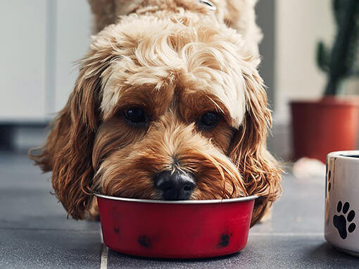 Hund, der Nahrung von der roten Schüssel isst